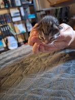 Lief  kitten meisje te Koop geboren op 17 september, Dieren en Toebehoren, Katten en Kittens | Overige Katten, Meerdere dieren