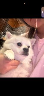 Hond te koop, Dieren en Toebehoren, Rabiës (hondsdolheid), Reu, Eén hond, Klein