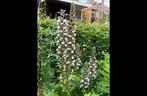 Zaden Acanthus mollis, Ophalen of Verzenden, Voorjaar, Halfschaduw, Zaad