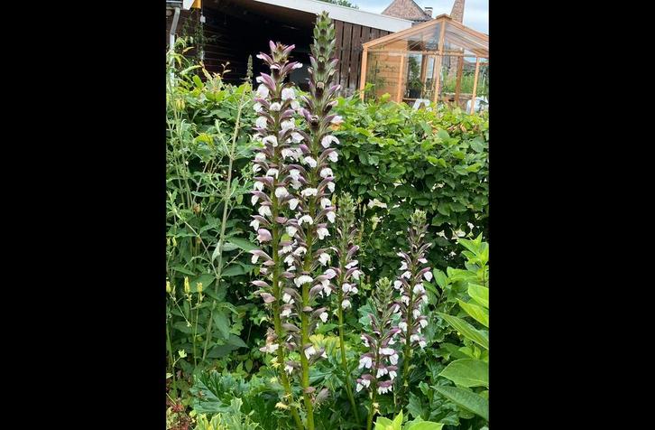 Zaden Acanthus mollis, Tuin en Terras, Bloembollen en Zaden, Zaad, Voorjaar, Halfschaduw, Ophalen of Verzenden