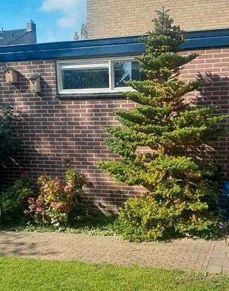 GRATIS naaldboom ong. 3 meter beschikbaar voor biedingen