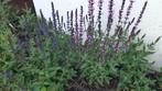 Leuk assortiment vaste planten, Volle zon, Vaste plant, Zomer, Ophalen