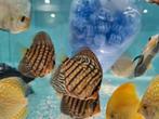Blue Maze Turqouise Discus, Symphysodon Discus, Vis, Zoetwatervis