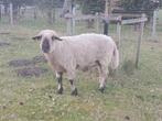 Mooie Hampshire Down Dekrammen, Dieren en Toebehoren, Schapen, Geiten en Varkens, Mannelijk, Schaap