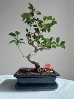 Ficus bonsai 40 cm, Bloeit niet, Minder dan 100 cm, Volle zon, In pot