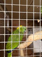 amazone papegaai, Dieren en Toebehoren, Meerdere dieren, Papegaai, Tam