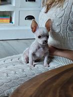 Mini chenese naakthond . Reutje pup mag t nest verlaten, Dieren en Toebehoren, Honden | Chihuahua's en Gezelschapshonden, Rabiës (hondsdolheid)