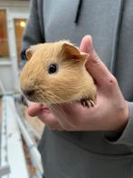 Cavia gladhaar California - mogen verhuizen, Dieren en Toebehoren, Knaagdieren, Cavia, Meerdere dieren, Tam, September