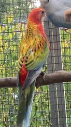 Rosella, Vrouwelijk, Parkiet, Geringd