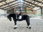 LIeve Fries te koop!!, Dieren en Toebehoren, Paarden, Met stamboom, B, Ruin, Dressuurpaard