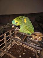 Tamme blauwvoorhoofd amazone papagaai, Dieren en Toebehoren, Vogels | Parkieten en Papegaaien, Papegaai