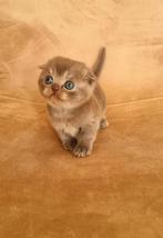 Britse korthaar kittens, Meerdere dieren, Ontwormd