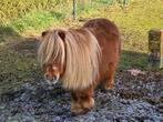 Shetland Pony, Dieren en Toebehoren, Pony's, Merrie, Met stamboom, Niet van toepassing, A pony (tot 1.17m)