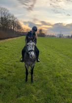 Te koop: leuke 4 jarige D pony ruin., Dieren en Toebehoren, Pony's, Merrie
