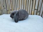 Mooie lieve NHD konijntjes m/v beschikbaar, Meerdere dieren, Dwerg, Hangoor, 0 tot 2 jaar
