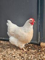 Pecan zoekt een huisje! (Legkip), Dieren en Toebehoren, Pluimvee, Vrouwelijk, Kip