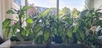 KAMERPLANT DIFFENBACHIA, Huis en Inrichting, Kamerplanten, Ophalen, Overige soorten, Minder dan 100 cm