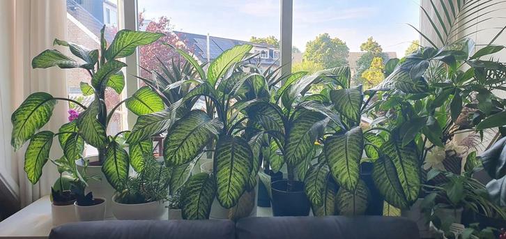 KAMERPLANT DIFFENBACHIA, Huis en Inrichting, Kamerplanten, Overige soorten, Minder dan 100 cm, Ophalen