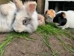 Dieren- Paradijs / Gouden Forever Home Opvang, Dieren en Toebehoren, Cavia, Mannelijk, Juli, Tam
