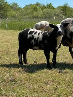 Ramlammeren, Schaap, 0 tot 2 jaar