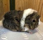 Jong cavia mannetje (borstel x peruvianmixje ), Mannelijk, Cavia, Na 1 juli 2024