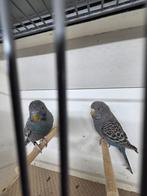 Koppel blackface, Meerdere dieren, Parkiet