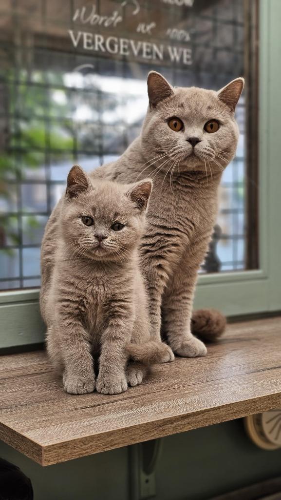 Supermooie kittens blauw en Lilac Brits Korthaar, Dieren en Toebehoren, Katten en Kittens | Raskatten | Korthaar, Kater, 0 tot 2 jaar