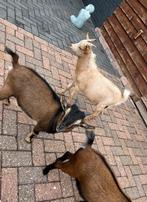 Te koop 3 gecastreerde bokken, Dieren en Toebehoren, Schapen, Geiten en Varkens, Mannelijk, Geit, 0 tot 2 jaar