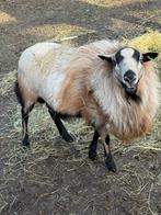 Maasduinen ram.  Ruischaap, Mannelijk, Schaap, 3 tot 5 jaar