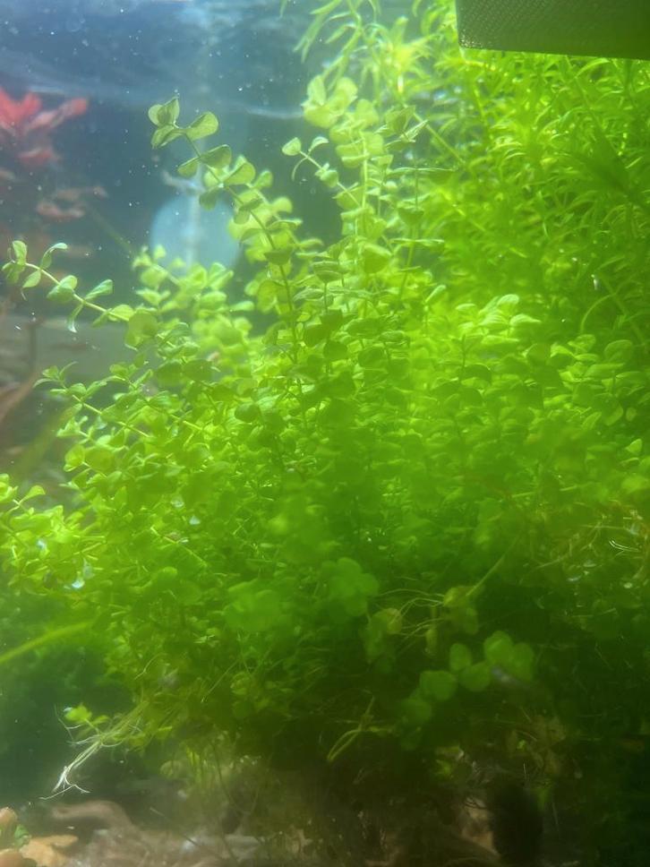 Micranthemum Monte Carlo - compact bodembedekkend plantje, Dieren en Toebehoren, Vissen | Aquaria en Toebehoren, Nieuw, Plant(en), Steen of Hout
