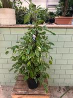 Ficus Benjamina - 100cm kamerplant, Huis en Inrichting, Ophalen, Ficus, 100 tot 150 cm, Halfschaduw