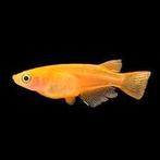 Medaka Gold – Japanse rijstvis – Oryzias latipes - Koidreams, Dieren en Toebehoren, Vissen | Vijvervissen, Overige soorten