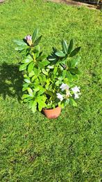 Rhododendron, Tuin en Terras, Planten | Tuinplanten, Halfschaduw, Overige soorten, Ophalen