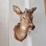 Taxidermie opgezette reeënkop ree reebok bast knoppen schild, Ophalen of Verzenden, Zo goed als nieuw, Hert, Opgezet dier
