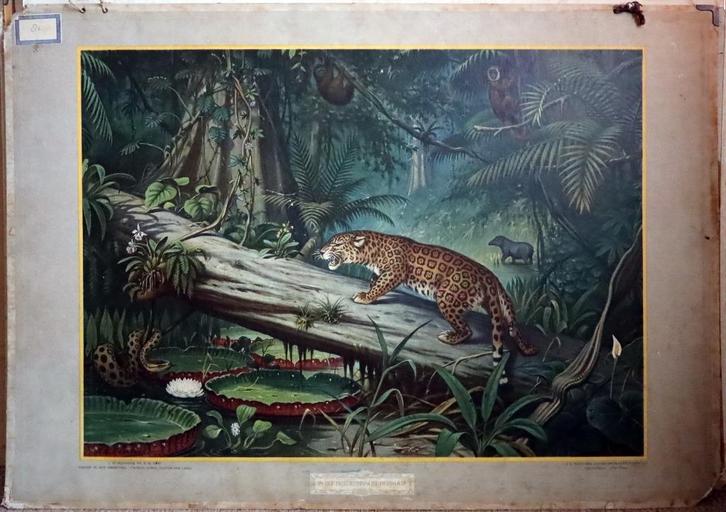 In het Braziliaansche oerwoud (M.A. Koekkoek), Antiek en Kunst, Antiek | Schoolplaten, Natuur en Biologie, Ophalen