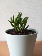 Crassula Ovata 'Gollum' Vetplant in Pot, Huis en Inrichting, Kamerplanten, Ophalen, Vetplant, Halfschaduw, In pot