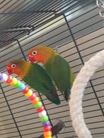 Roodsnavel agapornis koppel., Dieren en Toebehoren, Meerdere dieren, Dwergpapegaai of Agapornis, Geringd