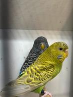 Koppel bfdf x bf/df, Dieren en Toebehoren, Meerdere dieren, Parkiet, Geringd