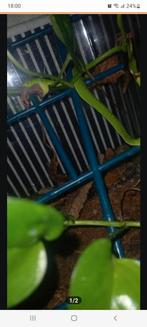 Trimeresurus vogeli 0.1, Slang, 0 tot 2 jaar
