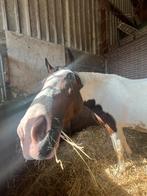 Stalhulp aangeboden, Dieren en Toebehoren, Stalling en Weidegang