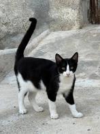 Jarela, Grey, 1-06-2025 gered vd straat, Kater, Kortharig, 0 tot 2 jaar