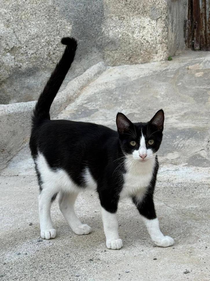 Jarela, Grey, 1-06-2025 gered vd straat, Dieren en Toebehoren, Katten en Kittens | Overige Katten, Kortharig, Kater, 0 tot 2 jaar