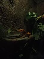 Wimpergekko met terrarium , prijs nader overeen te komen., Hagedis, Met terrarium