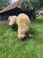 Wallische schwarznase ooien, Dieren en Toebehoren, Vrouwelijk, Schaap, 0 tot 2 jaar