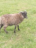 schimmel Ouessant ram, Dieren en Toebehoren, Mannelijk, Schaap, 0 tot 2 jaar