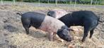 Husumer X Berkshire varkens, Dieren en Toebehoren, Schapen, Geiten en Varkens, Meerdere dieren, Geit