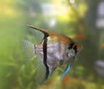 Grote maanvis, Dieren en Toebehoren, Vissen | Aquariumvissen, Vis