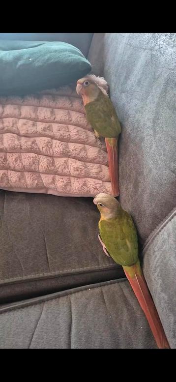 2 pyrrhura geslacht onbekend  beschikbaar voor biedingen