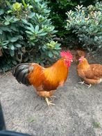 New Hampshire kip haan groot, Dieren en Toebehoren, Meerdere dieren, Kip