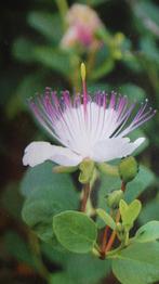 kappertjes plant, capparis spinosa, Overige soorten, Volle zon, Vaste plant, Ophalen of Verzenden